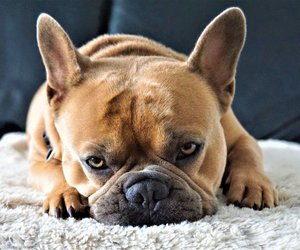 Kuschelzeit für Hunde: Diese Decke von Amazon ist sogar wasserdicht