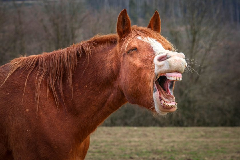 Lachendes Pferd mit offenem Maul auf der Weide