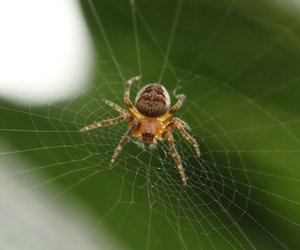 Wie viele Beine haben Spinnen? Vier, sechs, acht oder mehr?