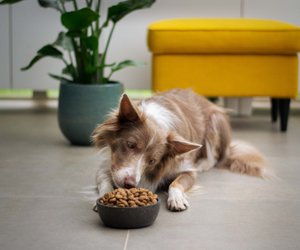 Was fressen Hunde und was dürfen sie nicht fressen?