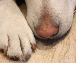 Kaum zu glauben – Warum die Pfoten deines Hundes nach Popcorn riechen