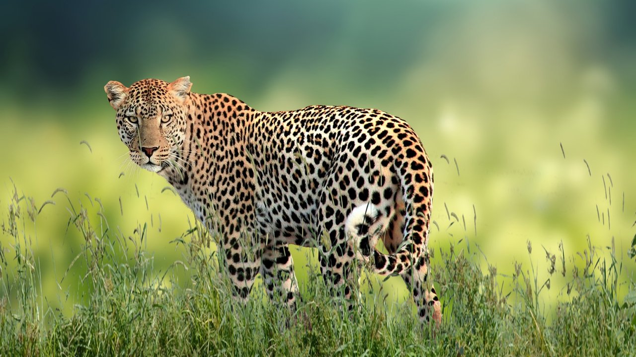 Leoparden erkennt man an ihren typischen Flecken. 