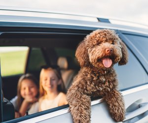 Dein erster Hund? 5 Rassen, die sich super für Anfänger eignen