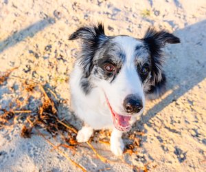 Verstehst du deinen Hund wirklich? Teste dein Wissen über Hundesprache