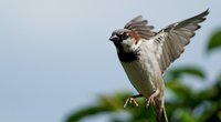 Vogel gegen Fenster geflogen: Was kann ich tun?