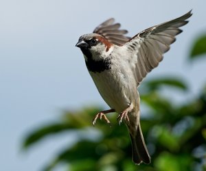 Vogel gegen Fenster geflogen: Was kann ich tun?