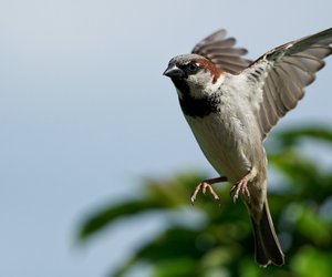 Vogel gegen Fenster geflogen: Was kann ich tun?