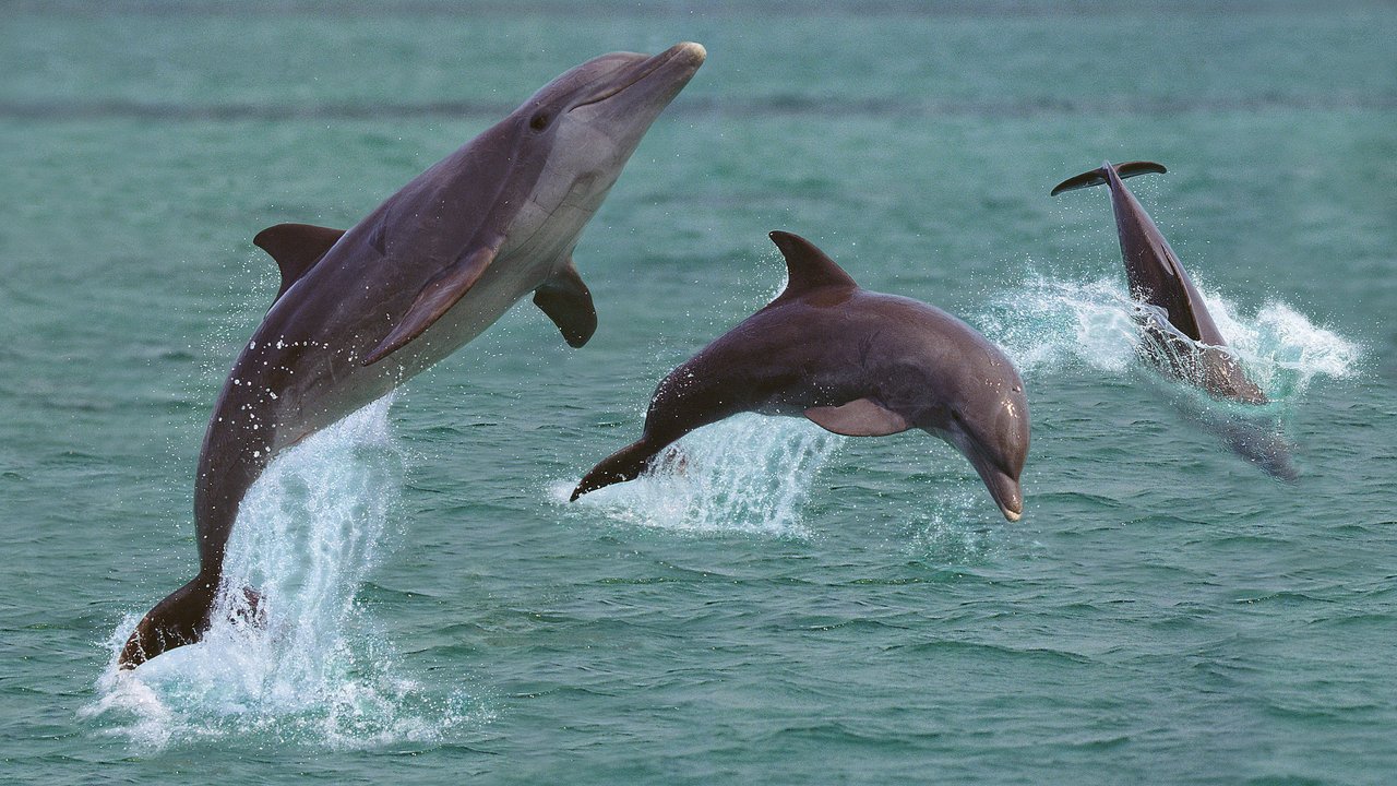 Schwimmen und springen Delfine auch durch die Nordsee?