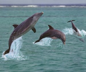 Gibt es Delfine in der Nordsee? Den flotten Schwimmern auf der Spur