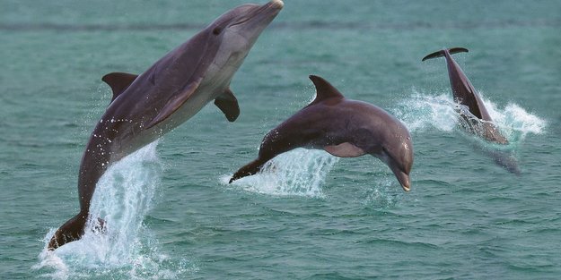 Gibt es Delfine in der Nordsee? Den flotten Schwimmern auf der Spur