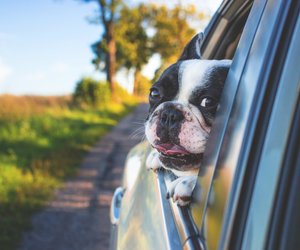 Diese Hundedecke für die Rückbank von Amazon schnappt sich jeder Tierbesitzer