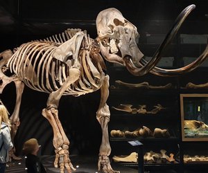 Wann&#x20;lebten&#x20;Mammuts&#x3F;&#x20;Die&#x20;Zeit&#x20;der&#x20;ausgestorbenen&#x20;Giganten