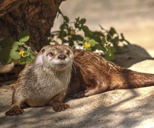 Otter‑Quiz: Nur wahre Tierfreunde schaffen 10 von 10 Fragen!