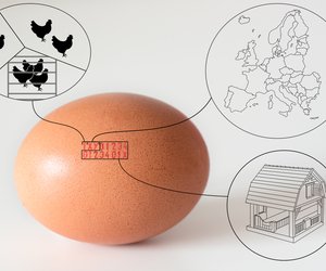 Was steht auf dem Ei? Diese Informationen liefert dir der Eier-Code