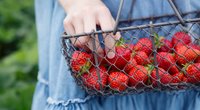 5 leckere Erdbeersorten, die sich am besten für Kuchen & Smoothies eignen