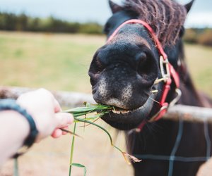 Was fressen Pferde und was ist zum Füttern verboten?