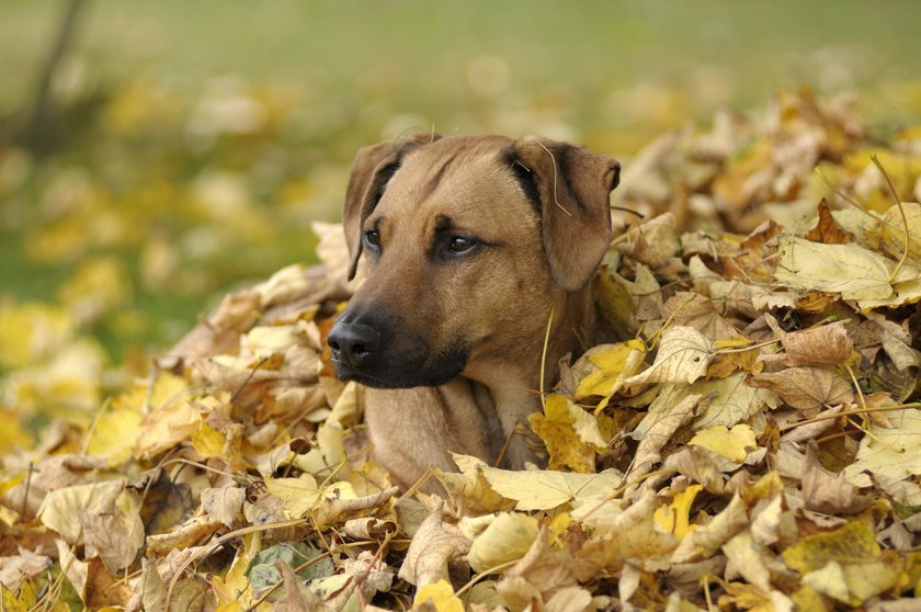 Hund Laubhaufen