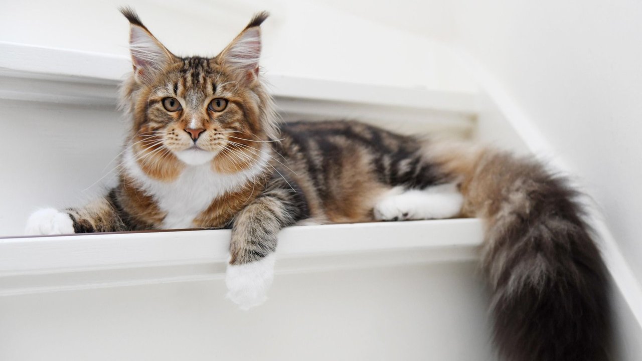 Solch einen flauschig-kuscheligen Schwanz haben die wenigsten Katzen.