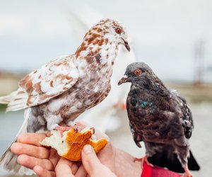 Tauben: Was fressen sie und darf ich sie füttern?