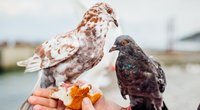 Tauben: Was fressen sie und darf ich sie füttern?