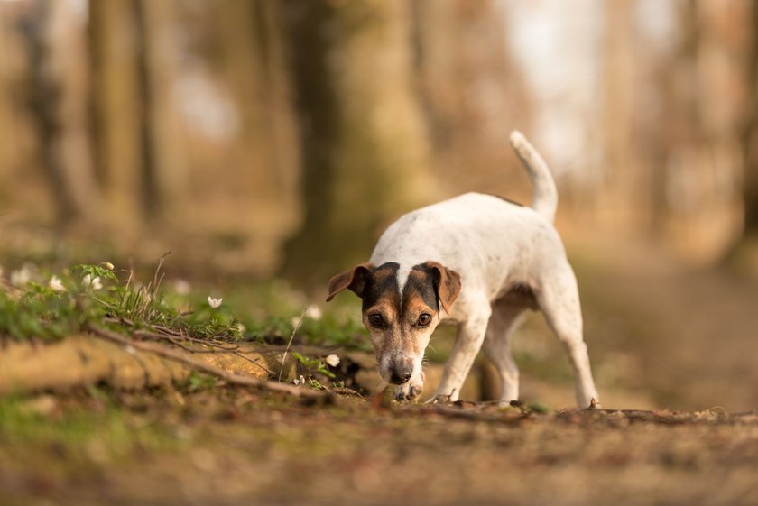 Jack Russell Terrier im Wald