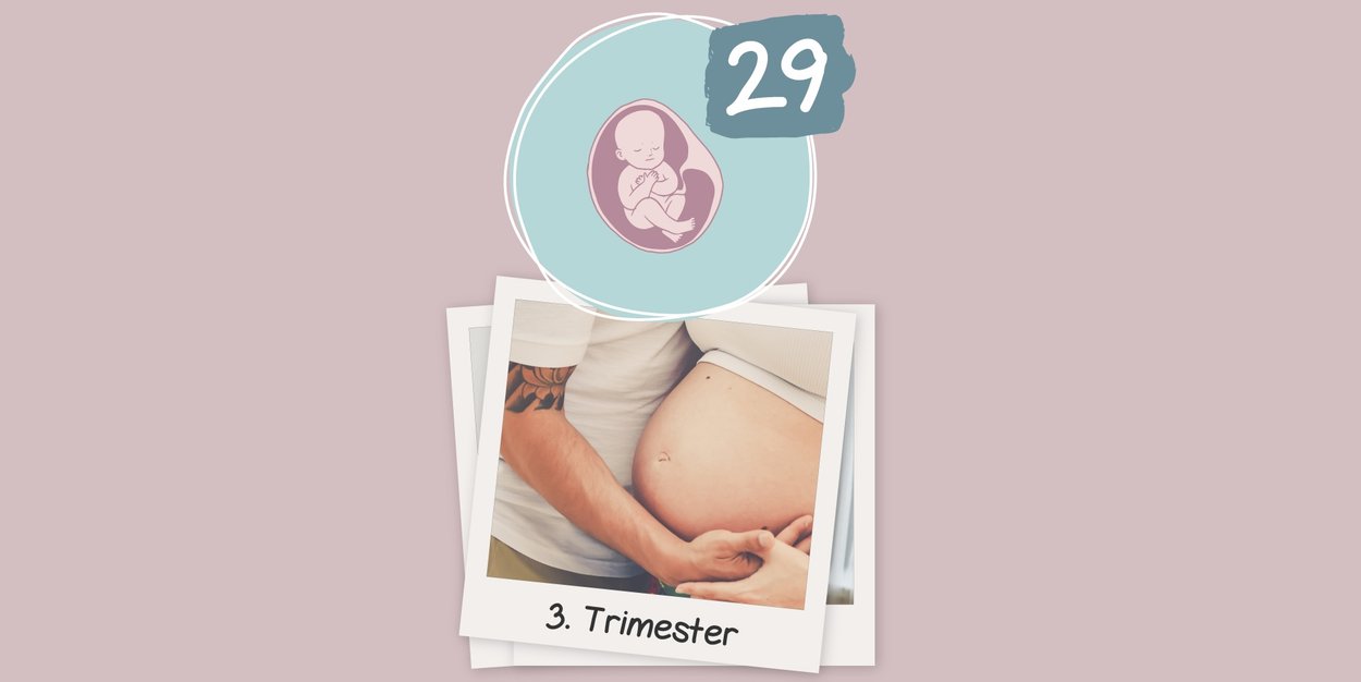 SSW 29 - 40: Das letzte Trimester beginnt