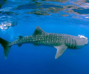 Größter Fisch der Welt: Wir verraten es dir