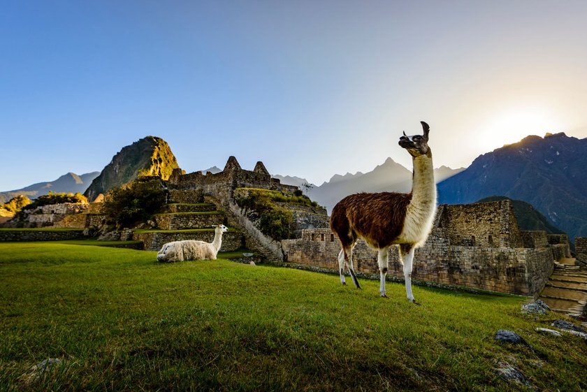 Lamas in Machu Picchu