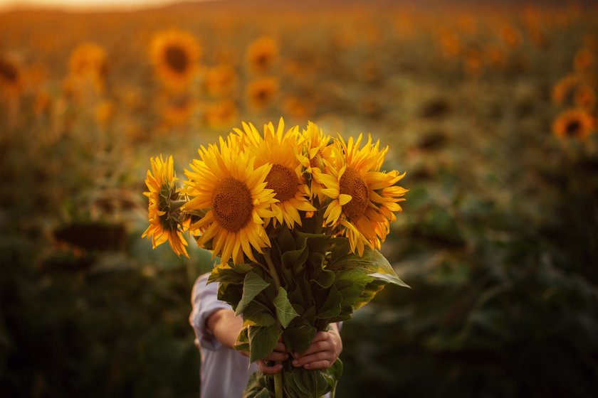 Blumen und ihre Bedeutung: Sonnenblume