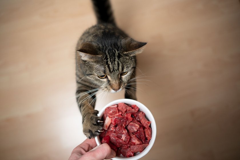 Frisches Rindfleisch kann auch roh an Katzen verfüttert werden.