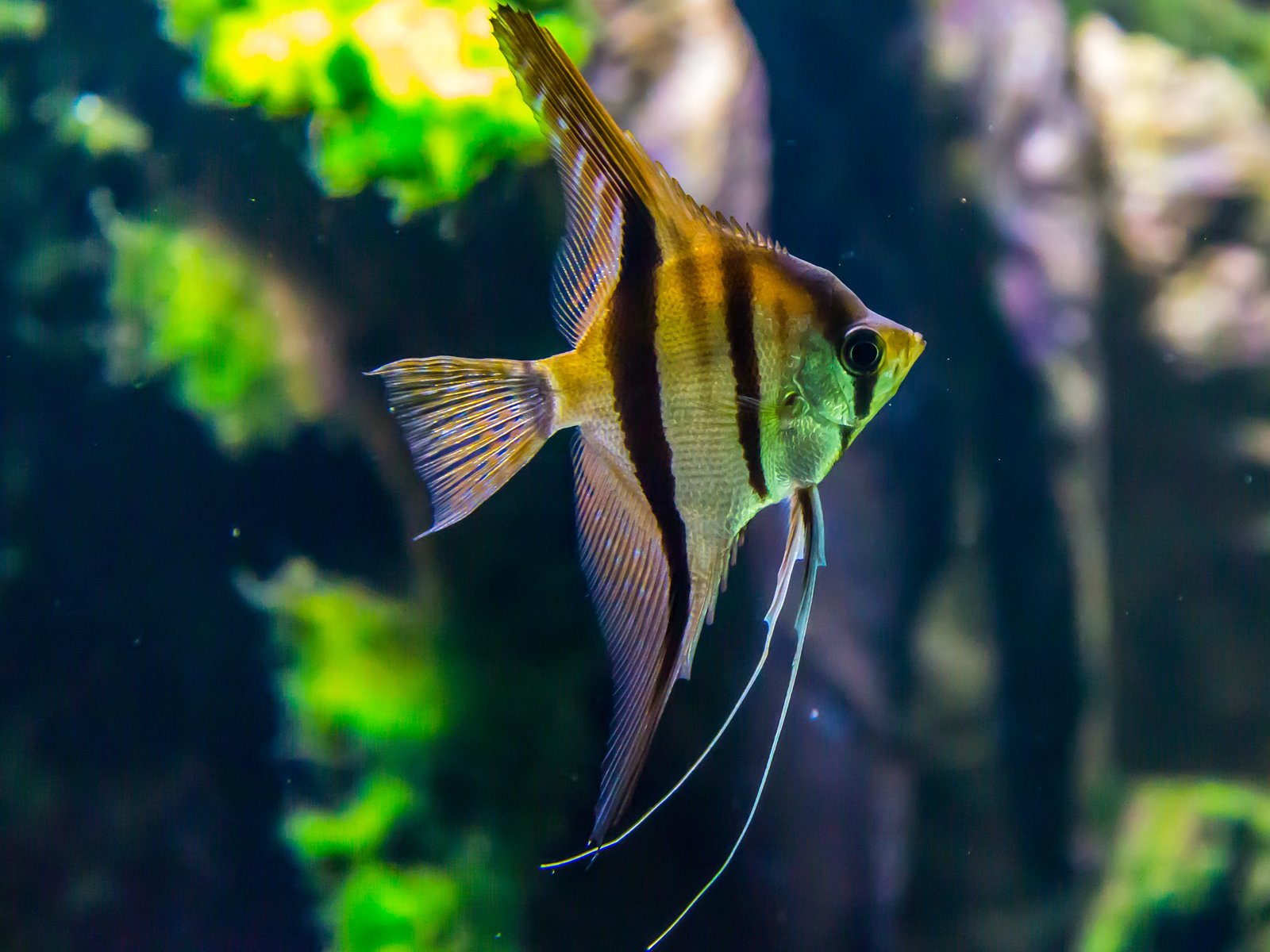 Altersspanne von Skalaren: Wie alt können sie werden?