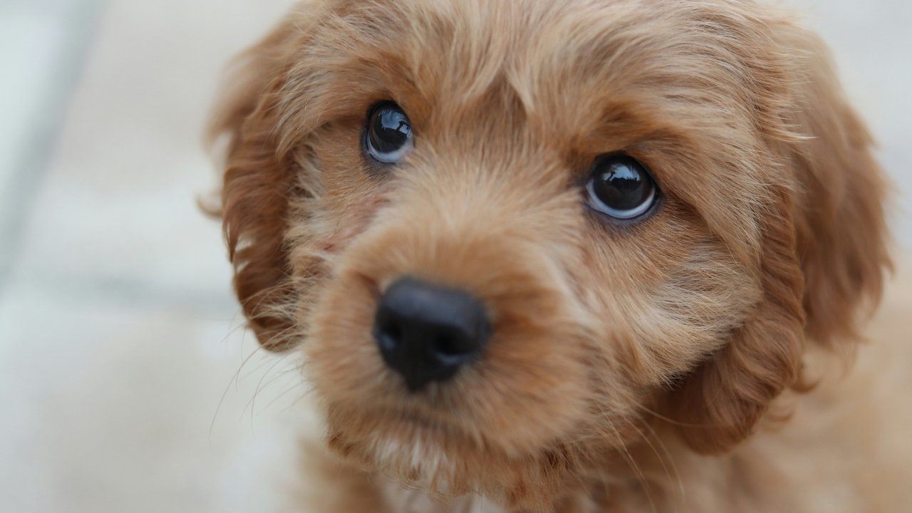 Hunde können wahnsinnig traurig aussehen, aber können sie auch weinen?