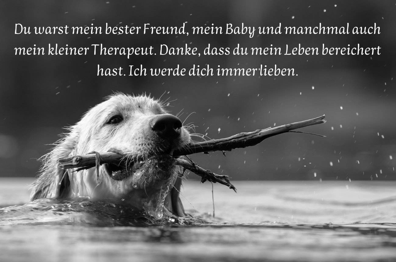Trauersprüche für Hunde Liebevolle Worte, um Abschied zu nehmen