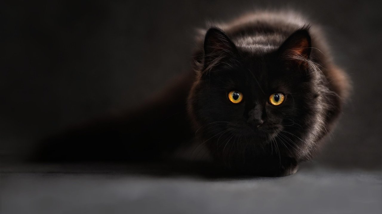 In der Dunkelheit weiten sich die Pupillen von Katzen für maximalen Lichteinfall.