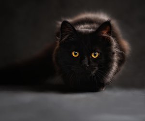 Deshalb können Katzen im Dunkeln viel besser sehen als Menschen