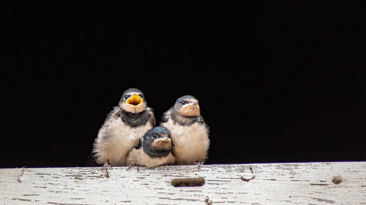 Schwalben sind beliebte Zugvögel. 