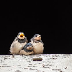 Wann fliegen Schwalben in den Süden? Der Zeitpunkt ihrer Reise