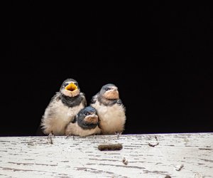 Wann fliegen Schwalben in den Süden? Der Zeitpunkt ihrer Reise