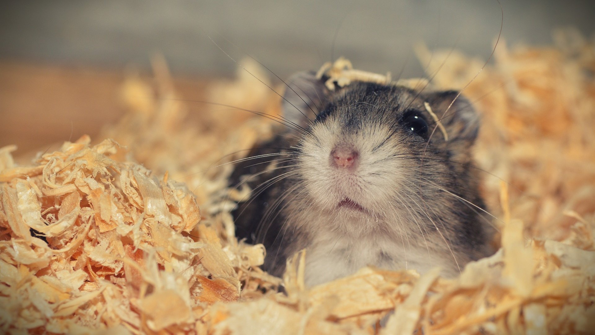 Wie Viel Kostet Ein Hamster? Das Kommt Auf Dich Zu