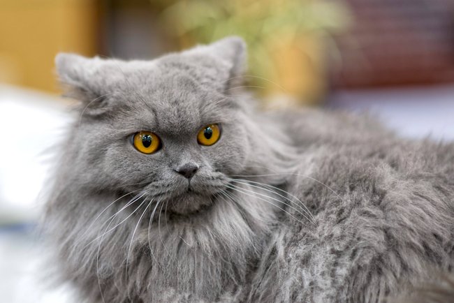 Die Perserkatze gehört zu den Diven der Katzenwelt.