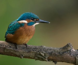 Spektakuläre Federn: Deutschlands farbenprächtigste Vögel