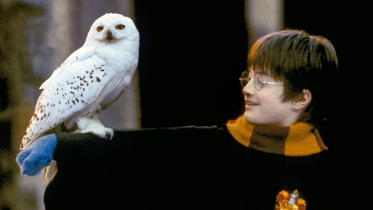 Harry Potter und seine Eule Hedwig