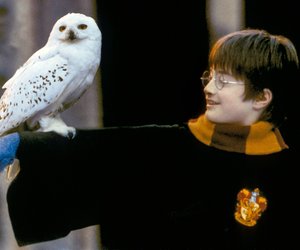 Harry Potter & die Tiere: Das magische Tierwesen-Quiz für Magier & Muggel