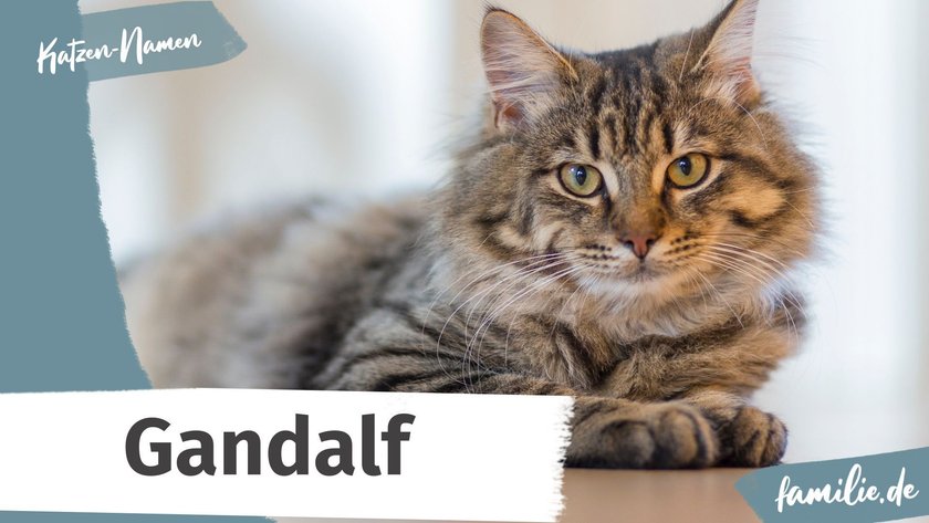 Namen für graue Katzen: Gandalf