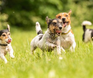 Die Top 5 der schnellsten Hunderassen