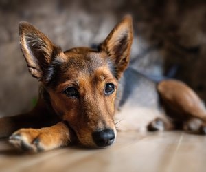 Gesund oder gefährlich: Dürfen Hunde sorglos Pflaumen essen? 
