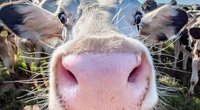 Bescheuerte TikTok-Kuh-Challenge: Richtig gefährlich für Mensch & Tier