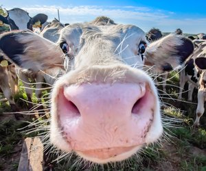 Bescheuerte TikTok-Kuh-Challenge: Richtig gefährlich für Mensch & Tier