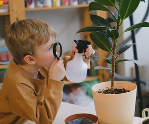 Was ist Photosynthese? Einfach erklärt für Kinder