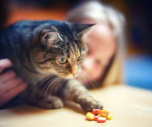 Was dürfen Katzen essen? So fütterst du sie richtig